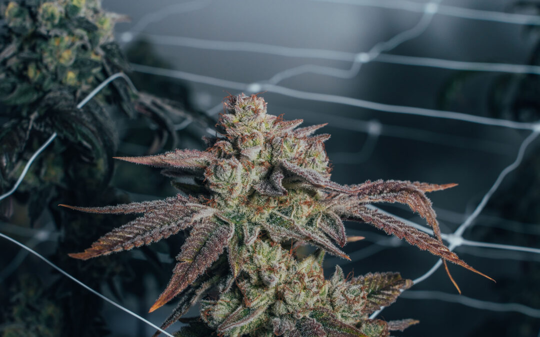 Grow Opportunity’s 2023 top stories of the year