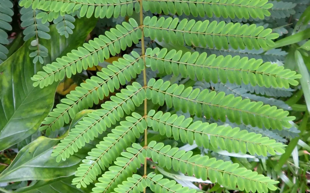 Active compounds from plants