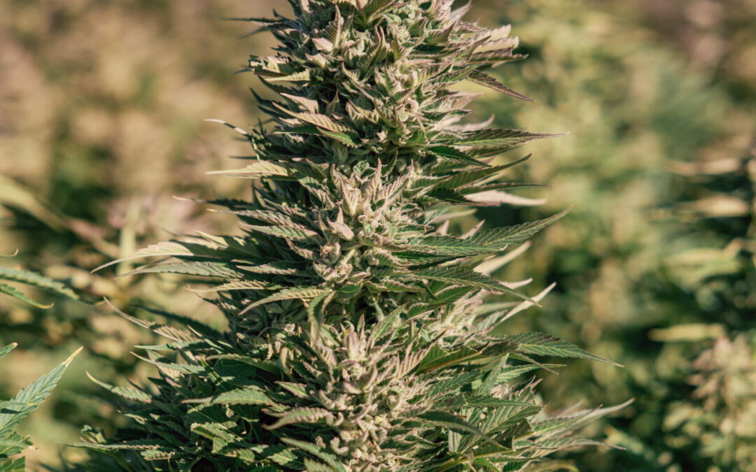 How Do You Know When Cannabis is in the Flowering Stage?