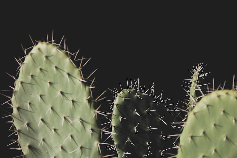 Image of a cactus that represents the animus energy
