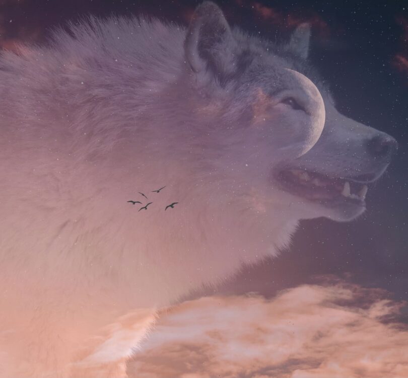Wolf and moon image