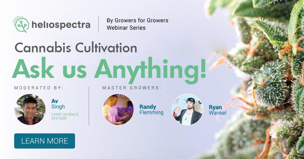 Webinar Series: Cannabis Cultivation – Ask us Anything!