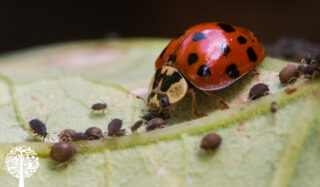 Lady bug on a leaf eating small bugs.