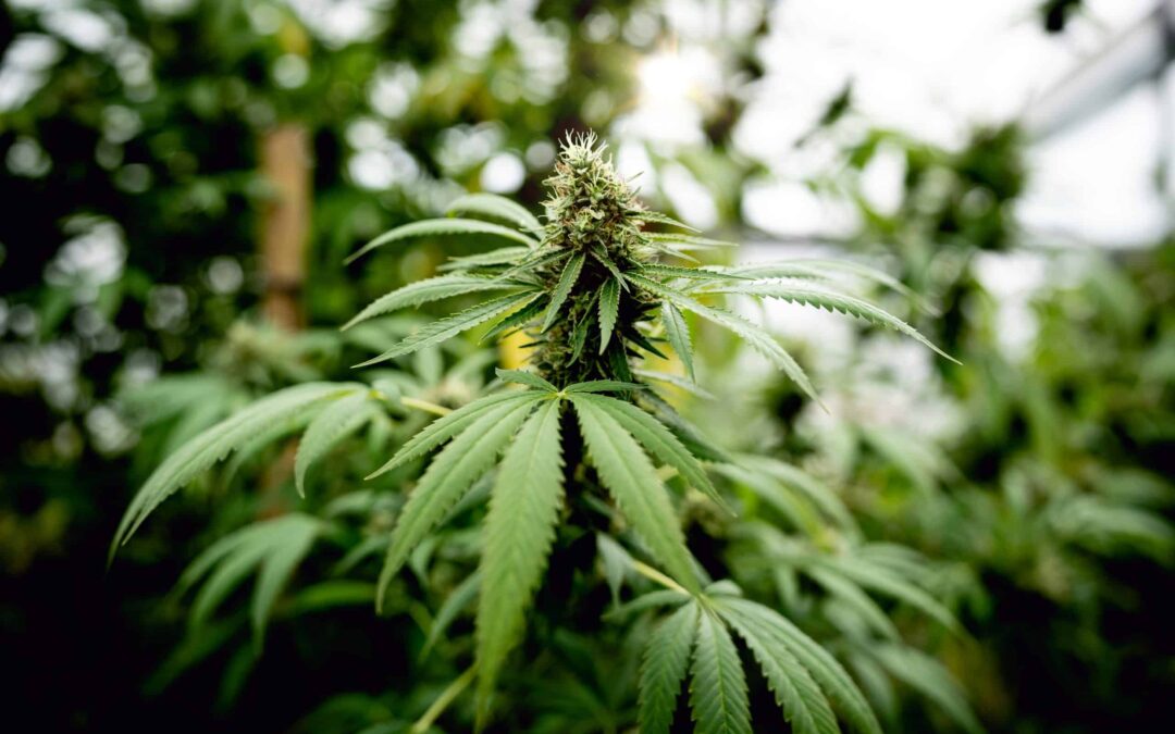 Selection of Best Scientific Publications on Cannabis — February 2024