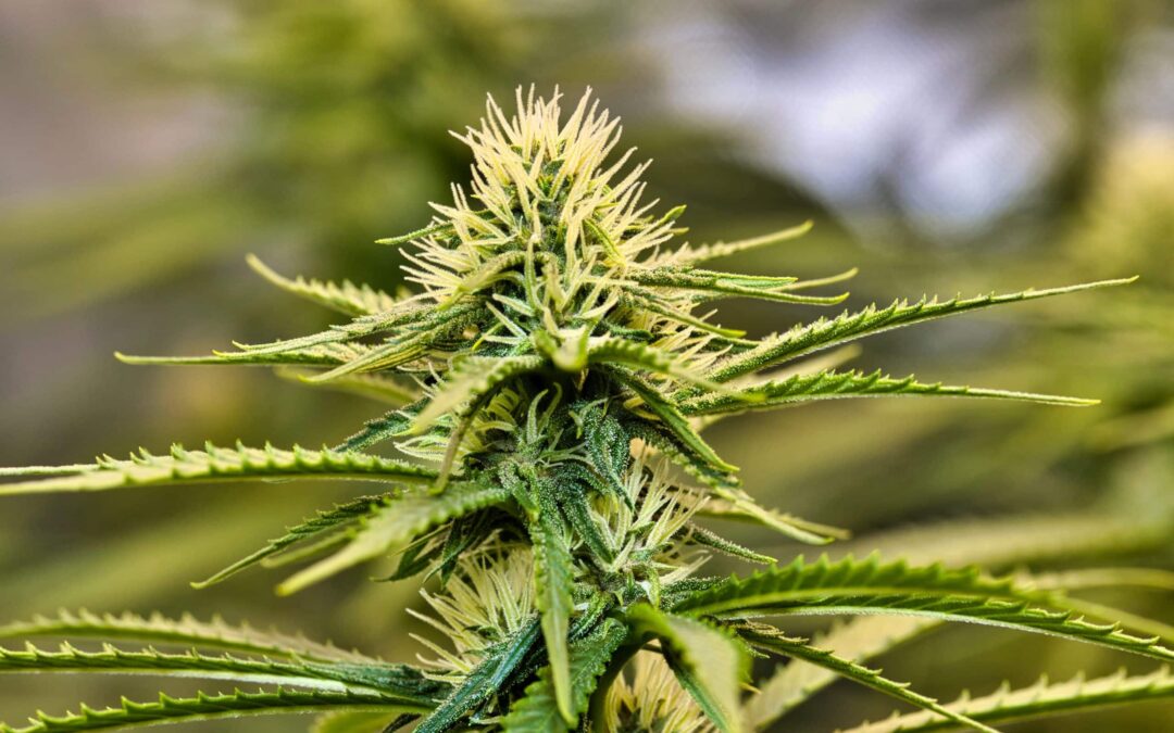 How To Choose The Best Solvent For Cannabis Extraction