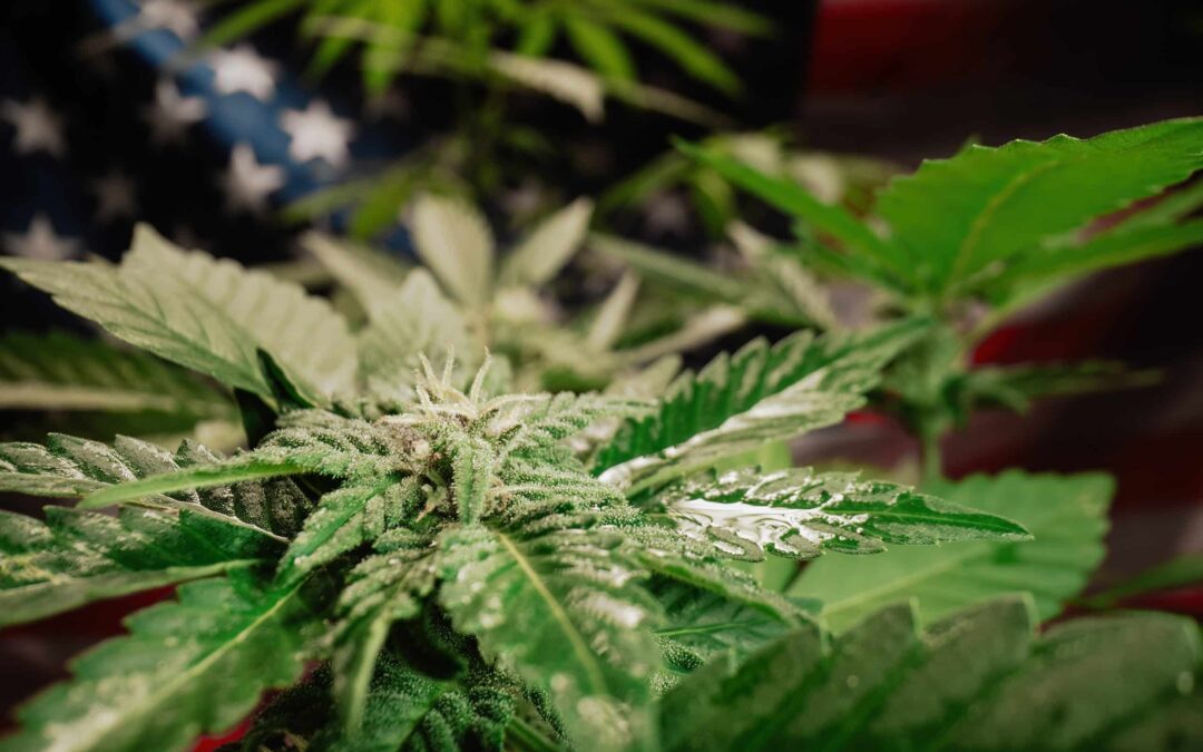 From Prohibition to Progress: The Oscillating Journey of Cannabis in America