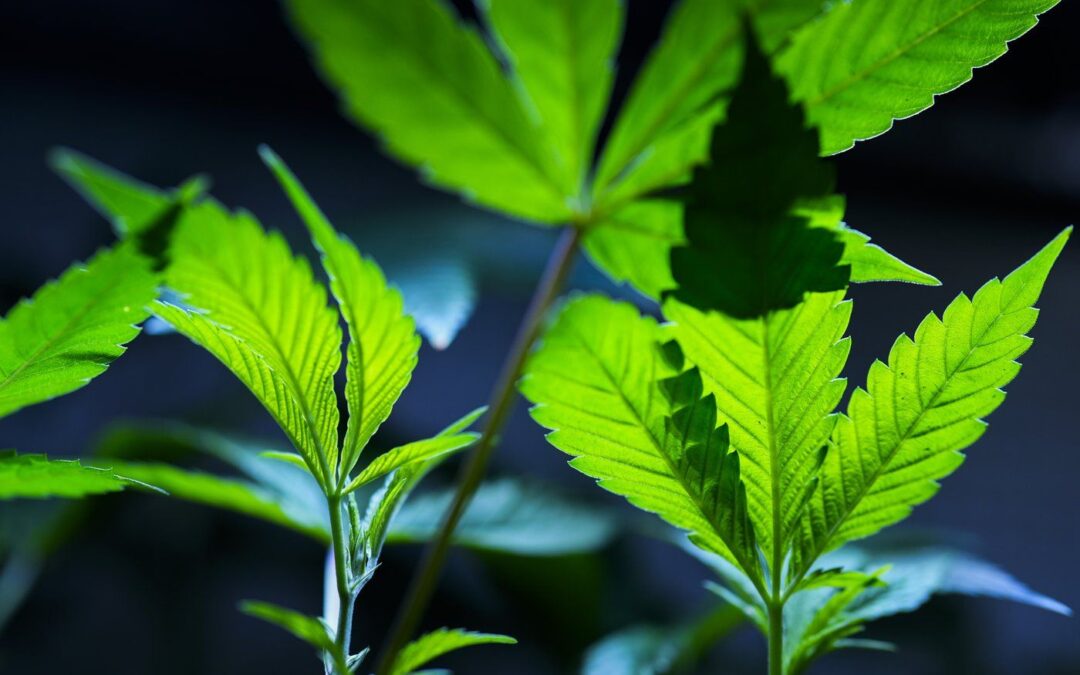 Justice Department formally moves to reclassify marijuana as a less dangerous drug in historic shift