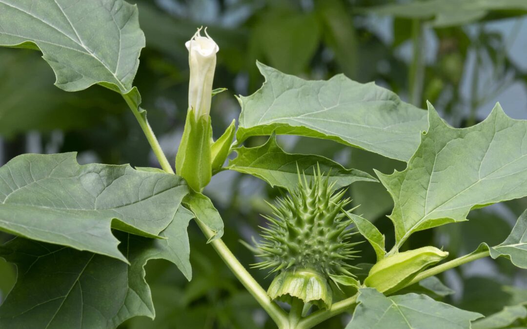 Datura Stramonium: Extracts and Phytochemical Composition of the Devil’s Snare
