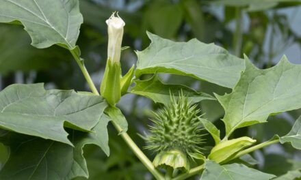 Datura Stramonium: Extracts and Phytochemical Composition of the Devil’s Snare