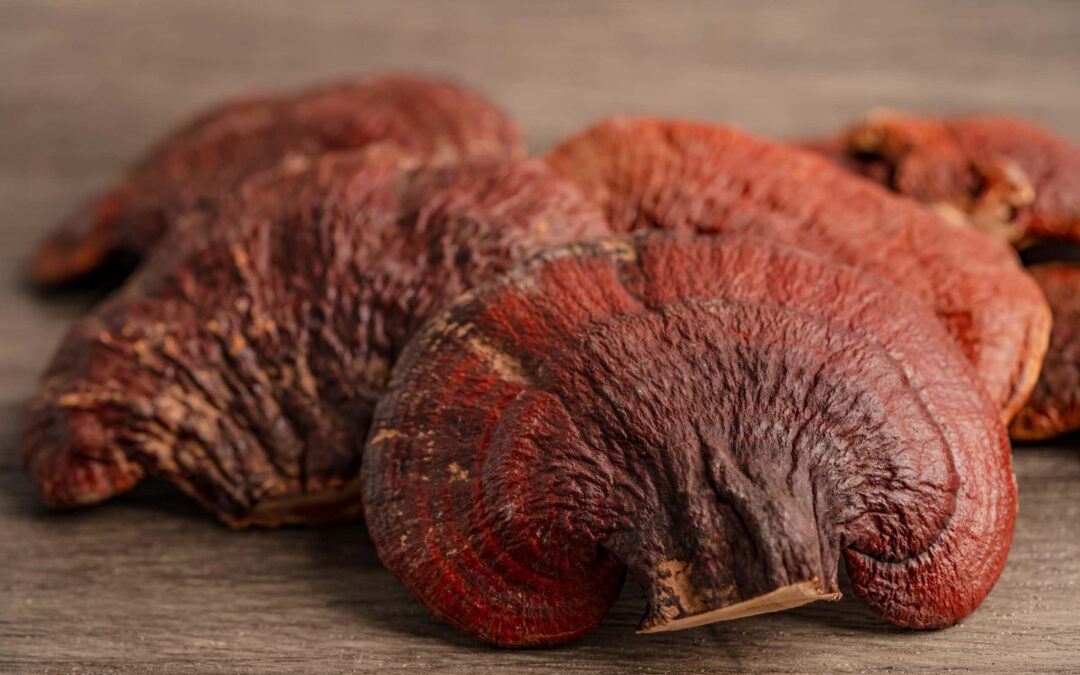 The Medicinal Potential of Reishi Fungus