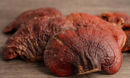 The Medicinal Potential of Reishi Fungus