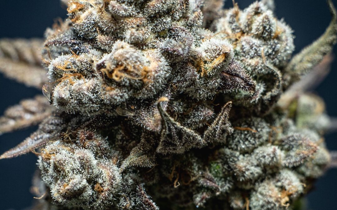 Selection of Best Scientific Publication on Cannabis — March 2024