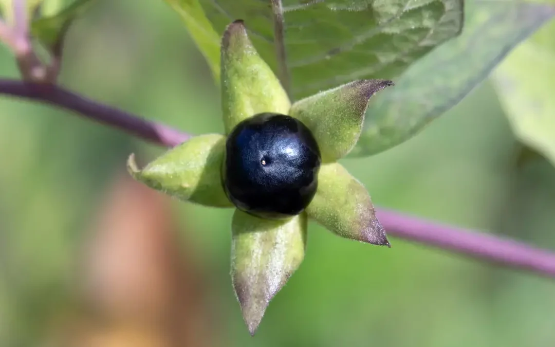 Extracts of Atropa belladonna L.