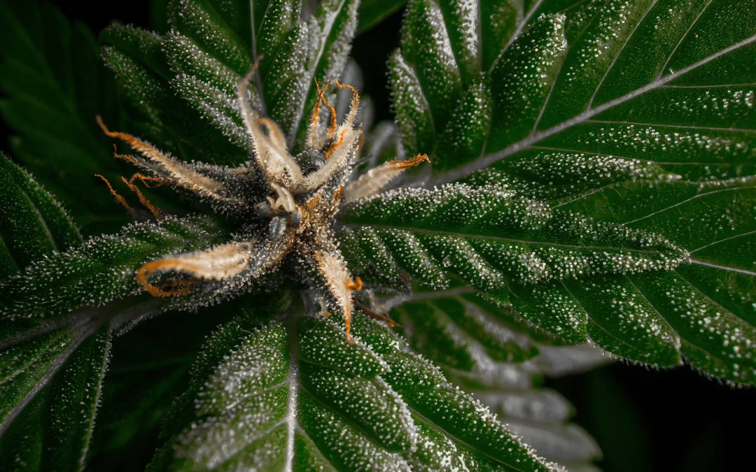 Selection of Best Scientific Publication on Cannabis — January 2024