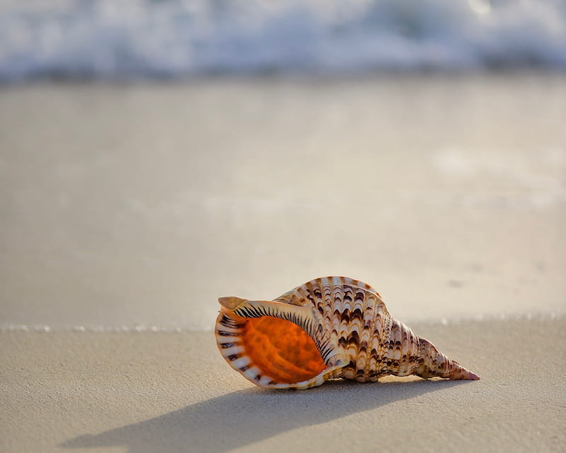 Image of a shell on the beach representing moving on and breaking free from feeling trapped