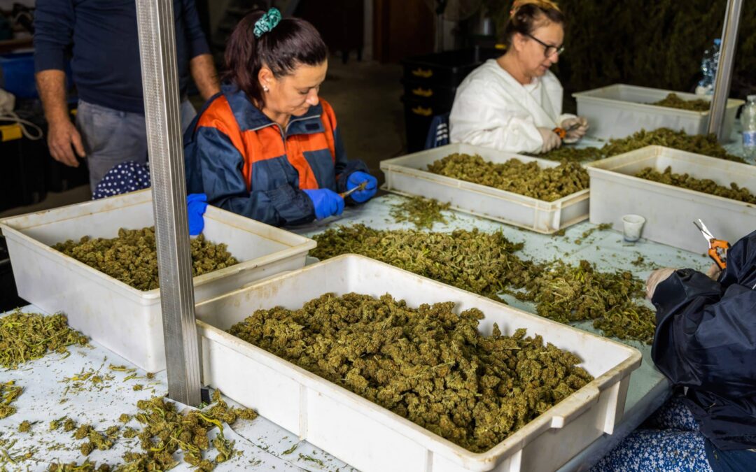 Cannabis Social Clubs in Spain vs Coffee Shops in the Netherlands