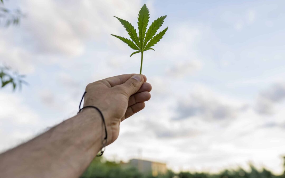 Latest News From The Cannabis Industry Sector