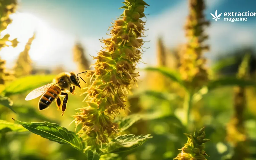 Hemp Extract Protects Bees from Pesticides