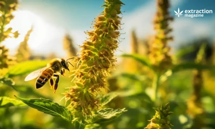 Hemp Extract Protects Bees from Pesticides
