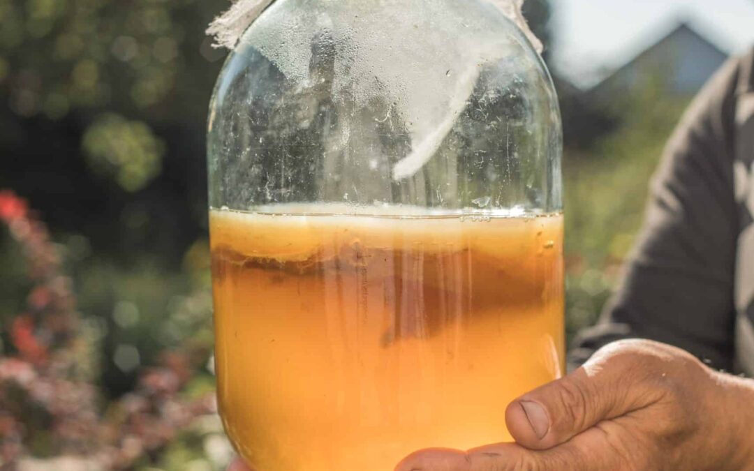 Kombucha: Beverage and Cutting-Edge Material