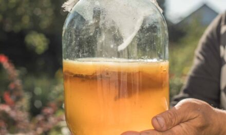 Kombucha: Beverage and Cutting-Edge Material