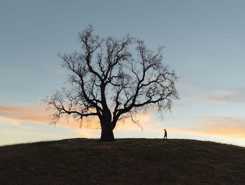 Image of a solitary person walking to a lone tree trying to figure out how to deal with loneliness