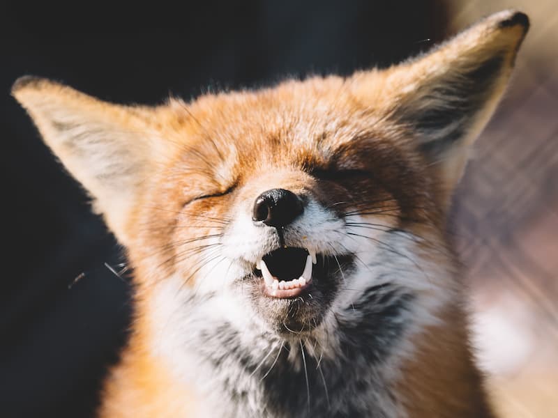 Image of a silly red fox smiling