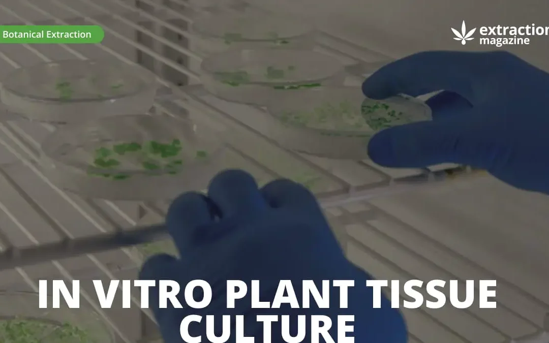 In Vitro Plant Tissue Culture