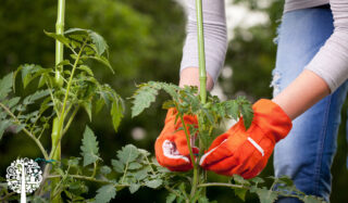 A gardener wearing blue jeans and bright, orange gloves tends to two tall, green plants.