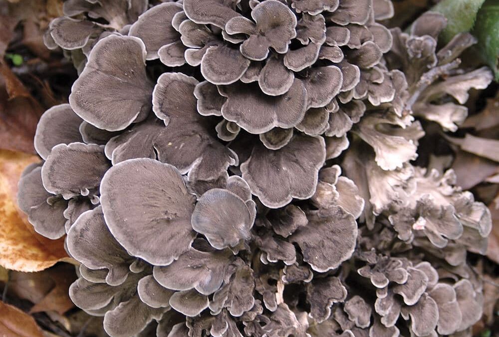 Maitake Mushrooms And Their Powerful Polysaccharide Extracts