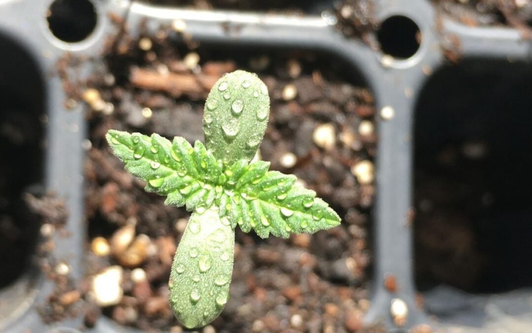 Manitobans may finally be able to grow cannabis at home in 2025