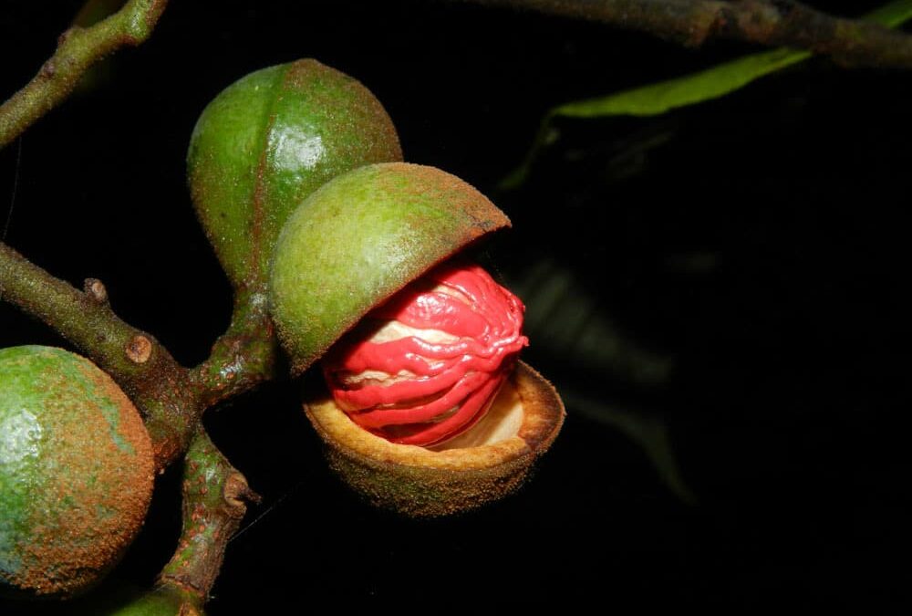 Virola Plants: Extraction Methods, Medicinal Benefits and Hallucinogenic Properties