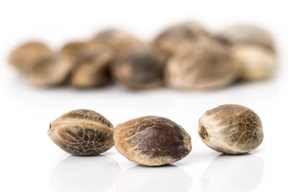 close up photo of cannabis seeds