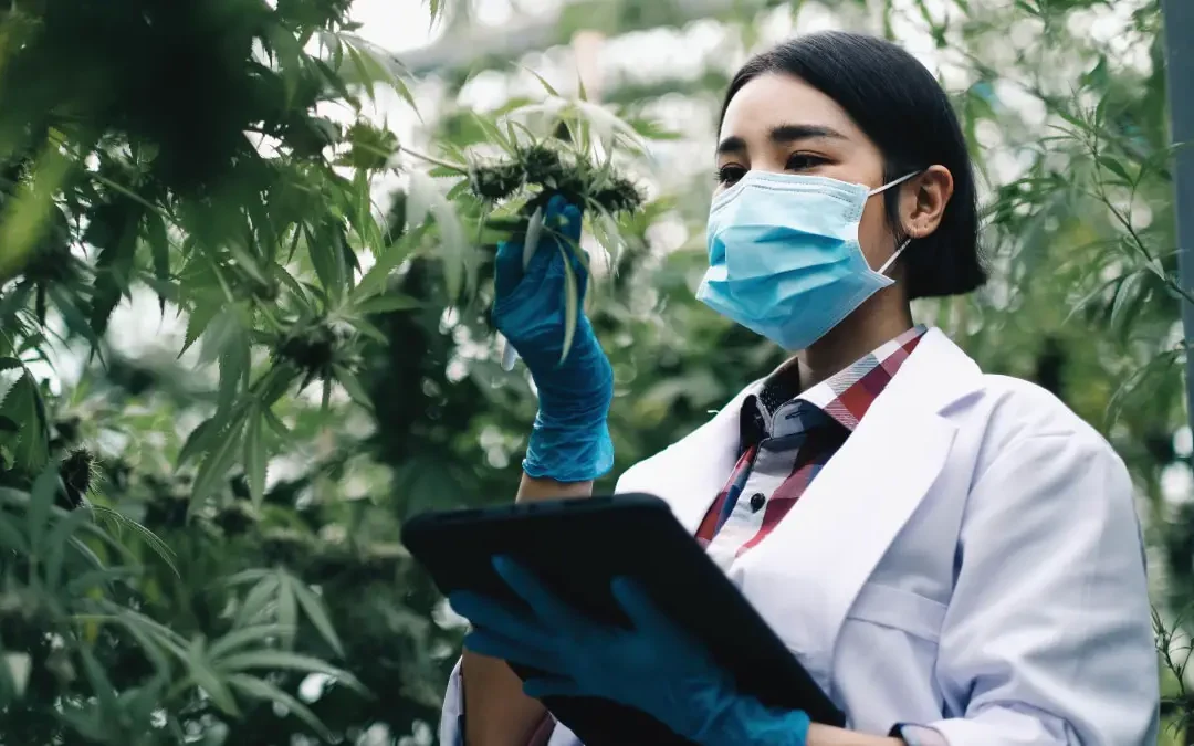 Selection of Best Scientific Publication on Cannabis – October 2023