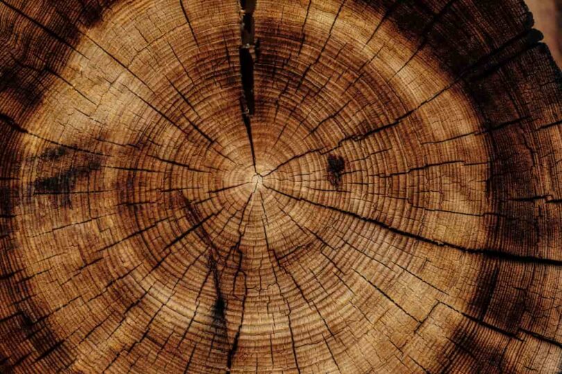 Image of the rings within an old tree trunk symbolic of spiritual maturity