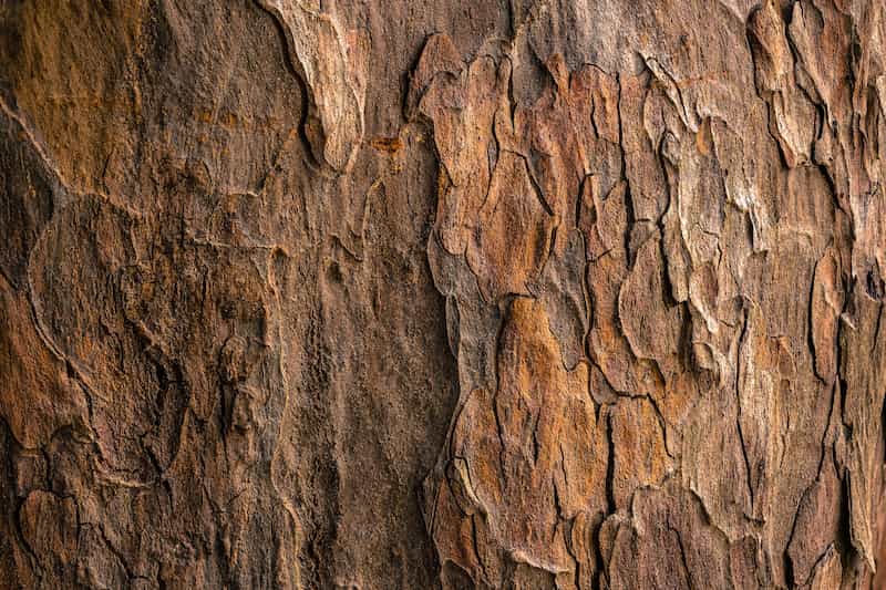 Image of tree bark