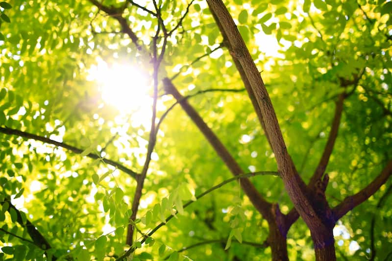 Image of sunlight coming through the trees symbolic of spiritual maturity and discernment