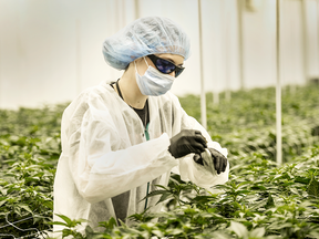 FILE - A TerrAscend employee works among cannabis plants at the company's Mississauga, Ont. growing facility.