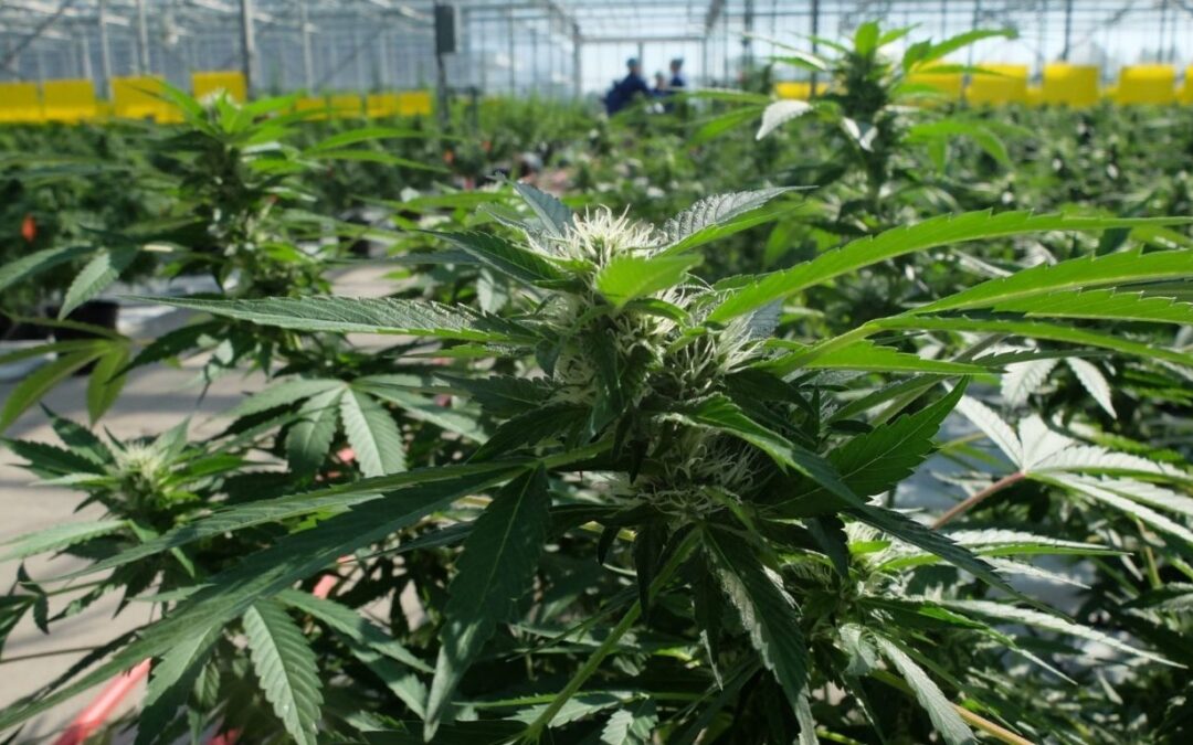 Five years into legalization, cannabis industry reaches saturation point as legal weed takes more than 70% market share