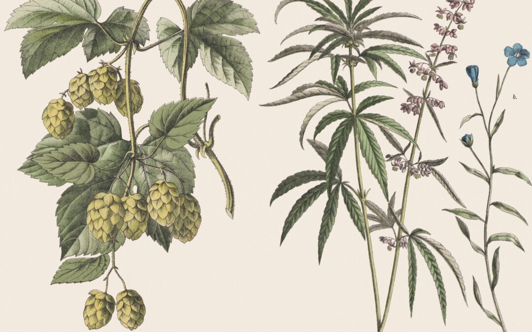 An African history of cannabis offers fascinating and heartbreaking insights – an expert explains