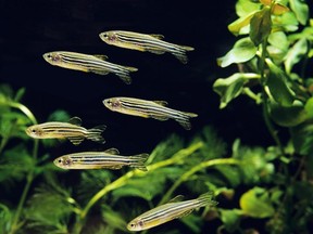 Biologists Tristan Darland and John Dowling at Harvard University in the U.S. found that zebrafish, particularly like cocaine.